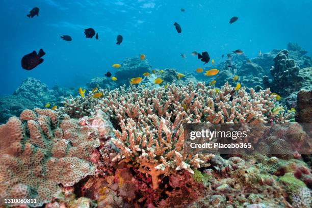 colonia de peces damiselas en el arrecife de coral cuerno de ciervo tailandia - coral fotografías e imágenes de stock