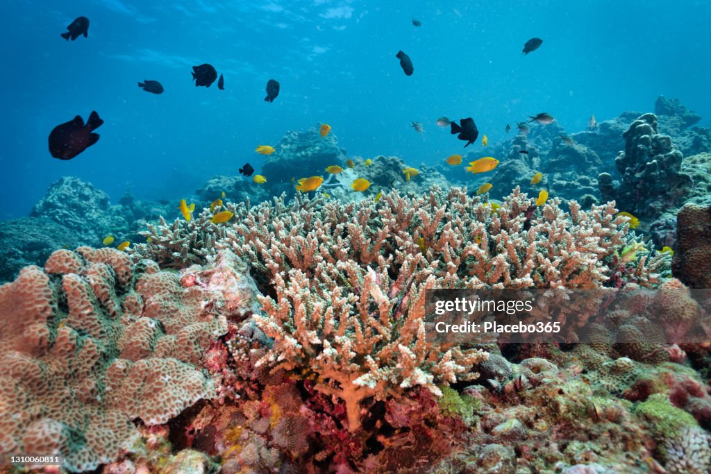 Damselfish colony on staghorn coral reef Thailand