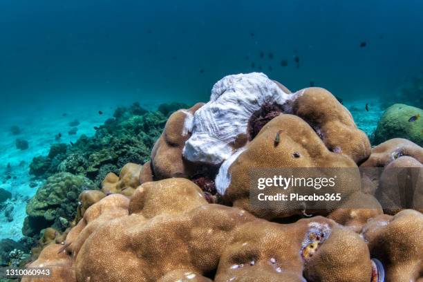 オウムの水中サンゴ礁によって損傷を受けたサンゴ - ブダイ ストックフォトと画像