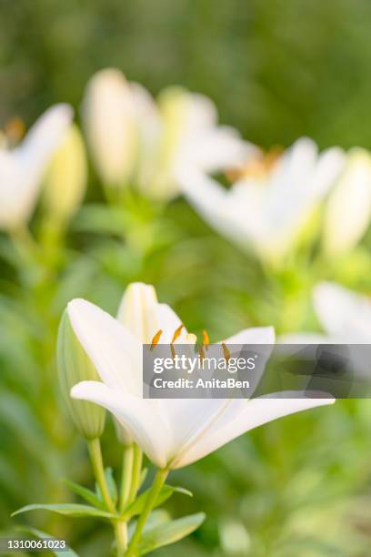 white lilium flower, lilieae on natural daylight at the garden. - funeral background stock pictures, royalty-free photos & images