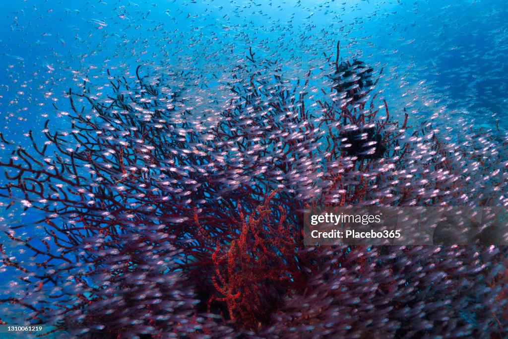 Wild Glass fish schooling on large red coral