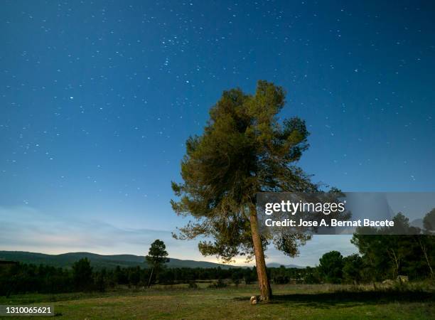 lonely tree (pine tree) in the field at night illuminated by moonlight. - single tree imagens e fotografias de stock