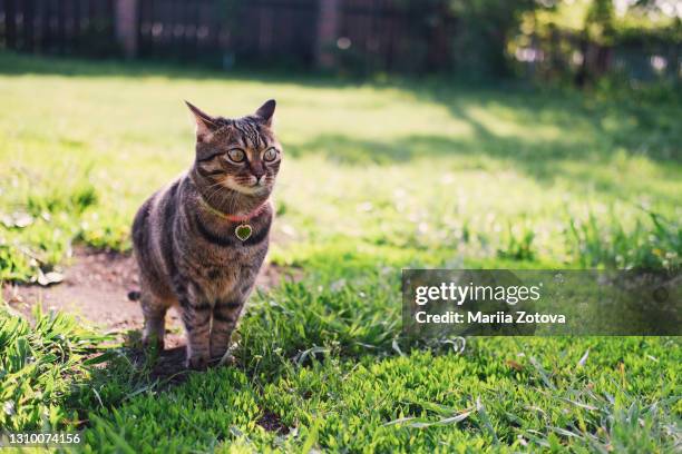 striped beautiful domestic cat walks and eats grass in the summer park - cat with collar stock pictures, royalty-free photos & images