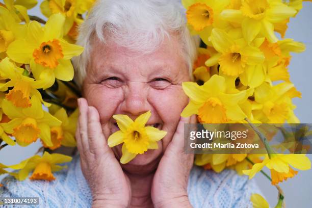 portrait of an elderly smiling woman close up in daffodil flowers, a pensioner enjoying life - daffodil isolated stock pictures, royalty-free photos & images