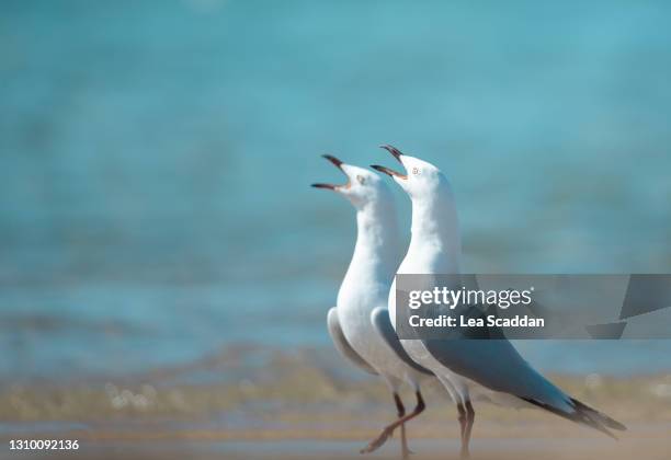 squawking gulls - the face of australia photo call stock-fotos und bilder