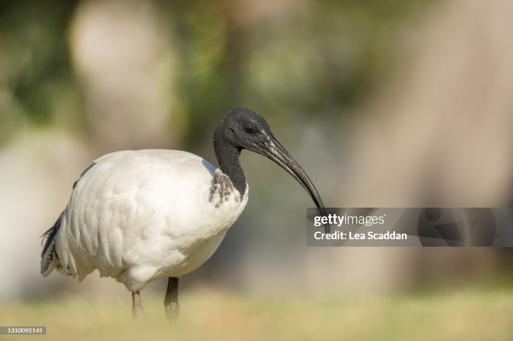 Australian White Ibis