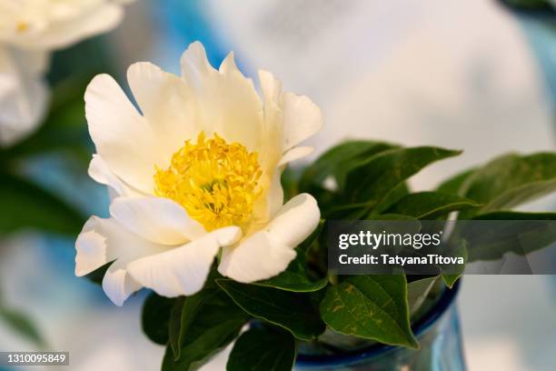 peony, variety jan van leeuwen - pion bildbanksfoton och bilder