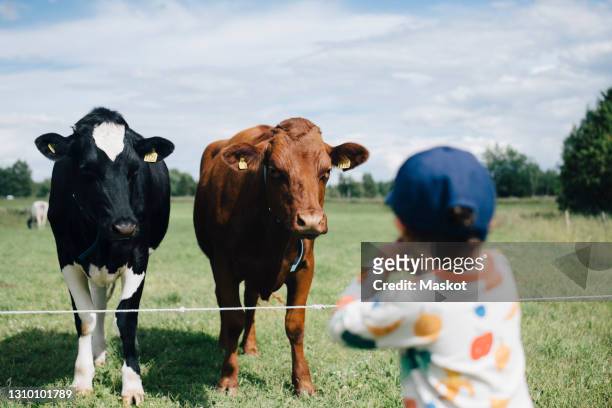 rear view of boy looking at cows against cloudy sky during sunny day - zoogehege stock-fotos und bilder
