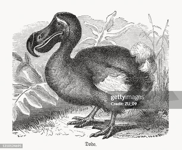 dodo, extinct flightless bird on mauritius, wood engraving, published 1893 - mauritius stock illustrations