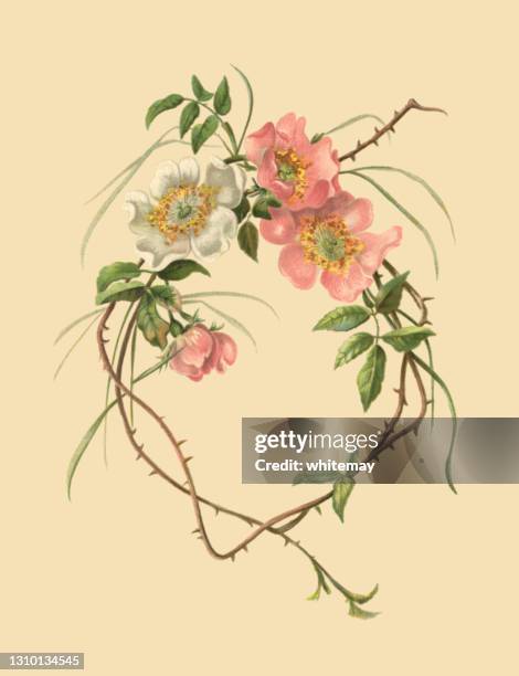 rosa und weiß wilde rosen - viktorianischen illustration - wildrose stock-grafiken, -clipart, -cartoons und -symbole