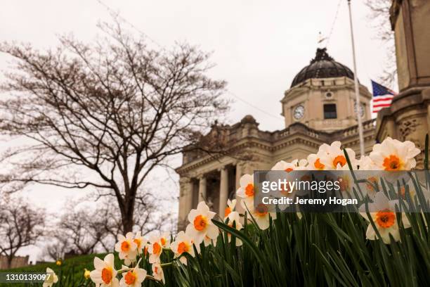 daffodils blooming on the law of the monroe county courthouse in bloomington, indiana - bloomington indiana stock-fotos und bilder