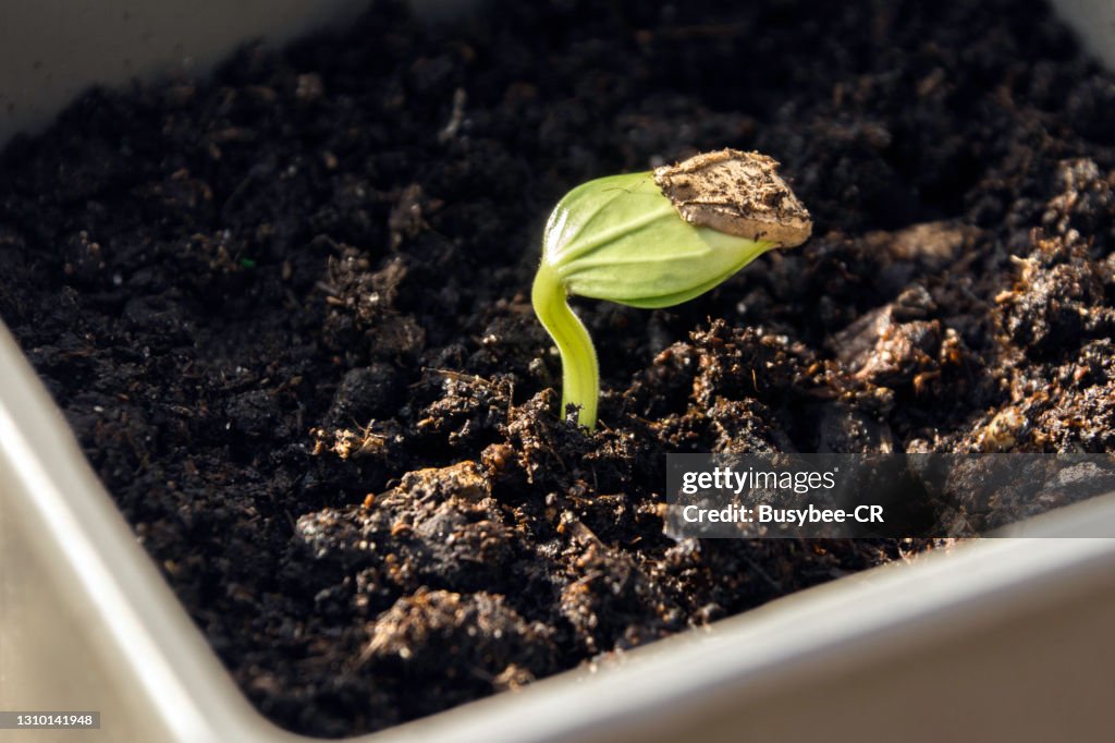 Gourd Seedling Emerging from the soil