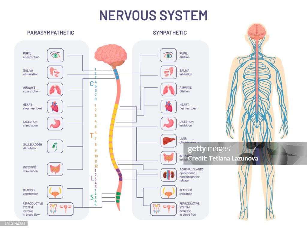 Syrup Neural System Parasympathetic Nervous System Diagram