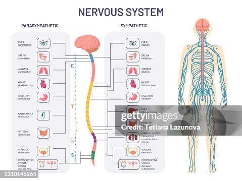 Innervation Definition Human Nervous System Sympathetic And Parasympathetic Nerves Anatomy And ...