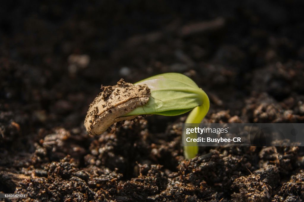 Gourd Seedling Emerging from the soil