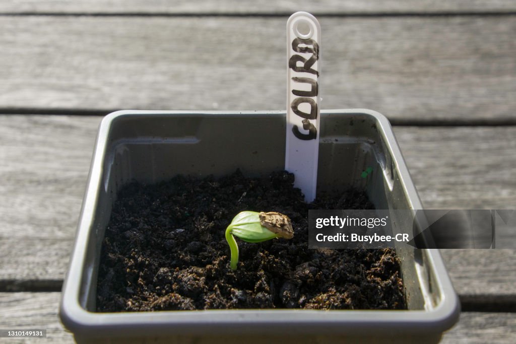 Gourd Seedling Emerging from the soil