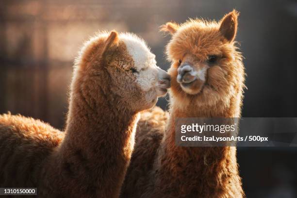 the alpacas,poland - alpaca stock pictures, royalty-free photos & images