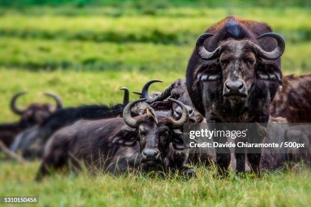 two wild horses,monduli,arusha region,tanzania - アルーシャ地区 ストックフォトと画像