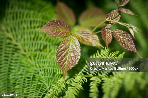 close-up of fern leaves,bern,switzerland - brombeere stock pictures, royalty-free photos & images