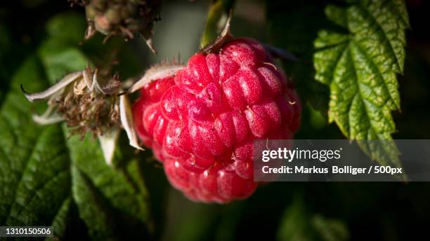 close-up of raspberries growing on plant,bern,switzerland - gemüsegarten stock pictures, royalty-free photos & images