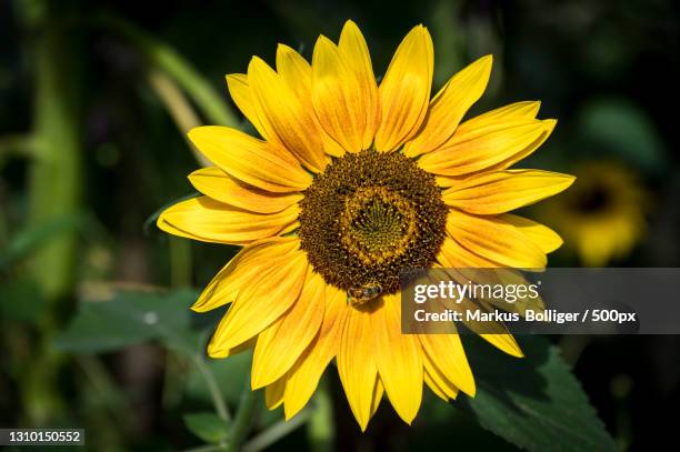 close-up of sunflower,bern,switzerland - gemüsegarten - fotografias e filmes do acervo