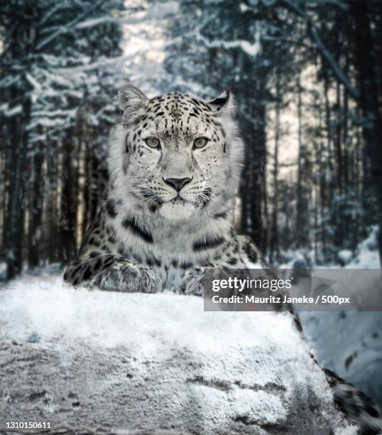 portrait of tiger in forest,abu dhabi,united arab emirates - snow leopard stock pictures, royalty-free photos & images