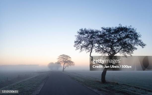 trees on field against sky during foggy weather,vries,netherlands - dageraad stock-fotos und bilder