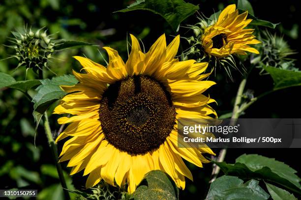 close-up of sunflower,bern,switzerland - gemüsegarten - fotografias e filmes do acervo