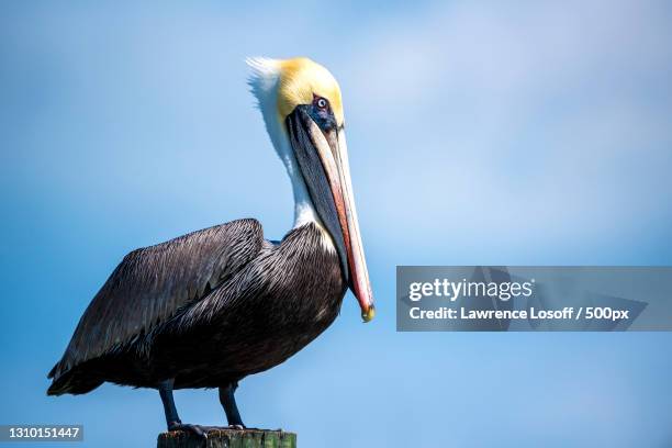 close-up of brown pelican perching on wood against clear sky,florida,united states,usa - pelikan stock-fotos und bilder