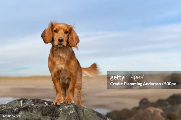 portrait of cocker spaniel standing on rock against sea - cocker spaniel stock pictures, royalty-free photos & images