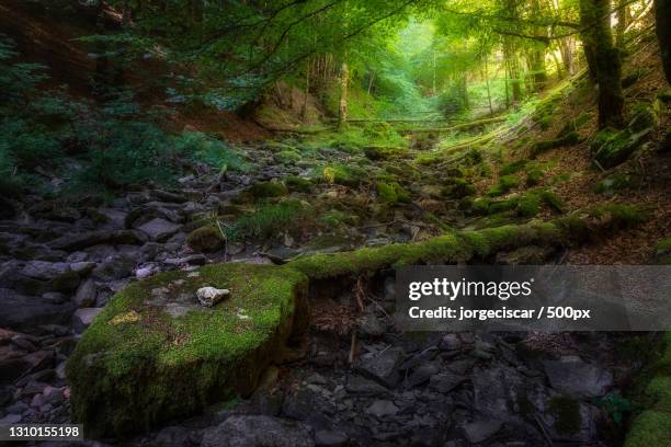 trees growing in forest,ochagava,navarra,spain - piedra roca 個照片及圖片檔