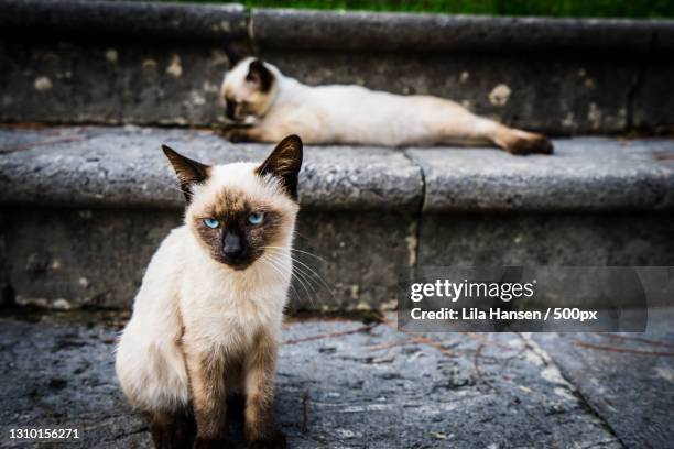 portrait of cat sitting on steps,ravello,salerno,italy - gatto siamese foto e immagini stock