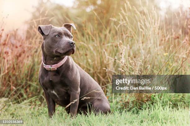 close-up of staffordshire bull terrier sitting on field - staffordshire bull terrier stock pictures, royalty-free photos & images