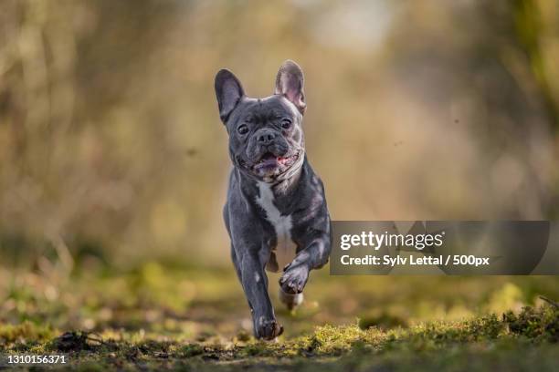 happy bullfrench bullpurebred dog running on field,luxemburg,luxembourg - french bulldog 個照片及圖片檔