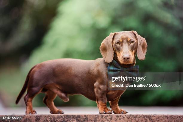 portrait of dachshund standing on footpath - dashond stockfoto's en -beelden