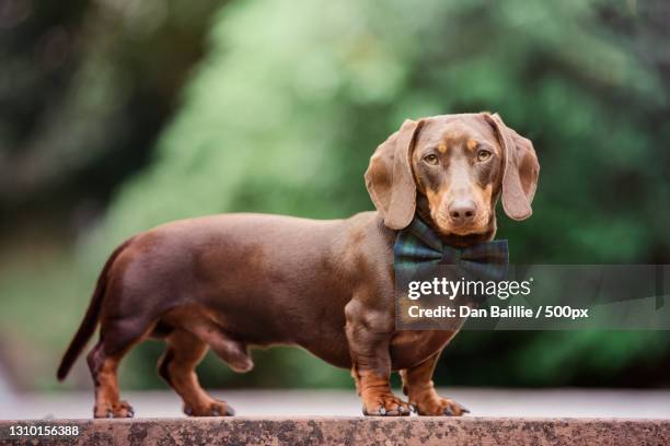 portrait of dachshund standing on footpath - dachshund stock pictures, royalty-free photos & images