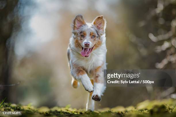 portrait of australian shepherd running on field,luxemburg,luxembourg - australian shepherd stock-fotos und bilder