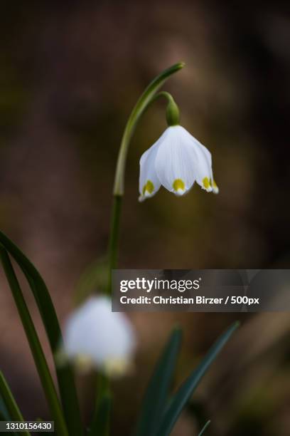 close-up of white flowering plant - wald frühling stock pictures, royalty-free photos & images