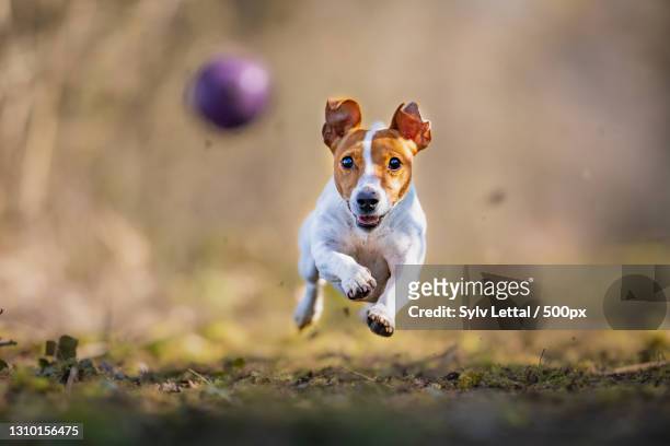 portrait of terrier running on field,luxemburg,luxembourg - jack russel terrier bildbanksfoton och bilder