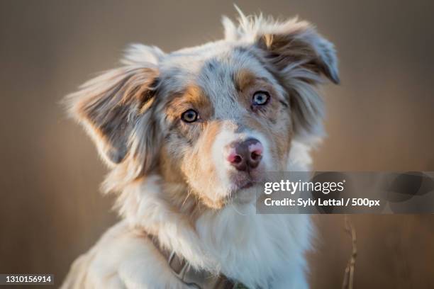 close-up portrait of australian shepherd,luxemburg,luxembourg - australian shepherd dogs stock pictures, royalty-free photos & images