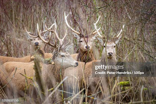 portrait of red deer standing amidst plants in forest,oostvaardersplassen,netherlands - oostvaardersplassen stockfoto's en -beelden