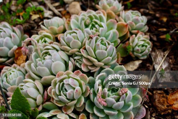 high angle view of succulent plant on field - echeveria stock pictures, royalty-free photos & images