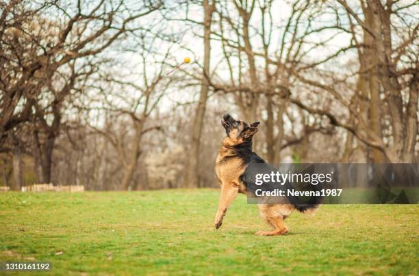 german shepherd at a dog park - german shepherd playing stock pictures, royalty-free photos & images