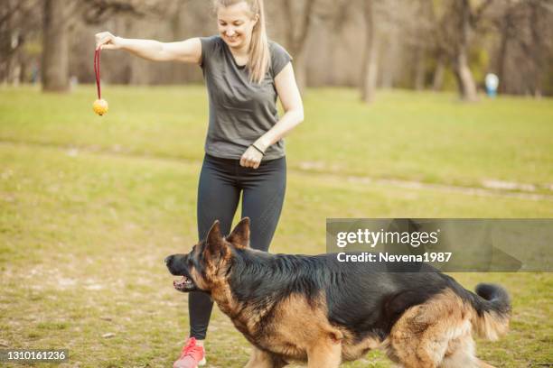 playing with german shepherd - s6227 stock pictures, royalty-free photos & images