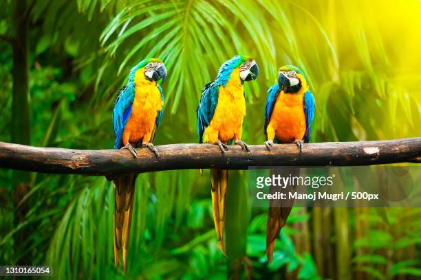 close-up of gold and blue macaws perching on branch,india - guacamayo fotografías e imágenes de stock