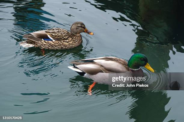 a male and female mallard duck pair swims in rippling blue-green water. - pato real imagens e fotografias de stock