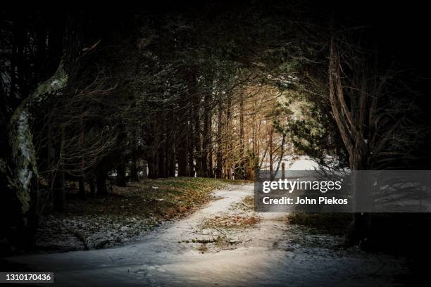 sunlight lights the way down a covered tire track dirt road on martha's vineyard - massachusetts landscape stock pictures, royalty-free photos & images