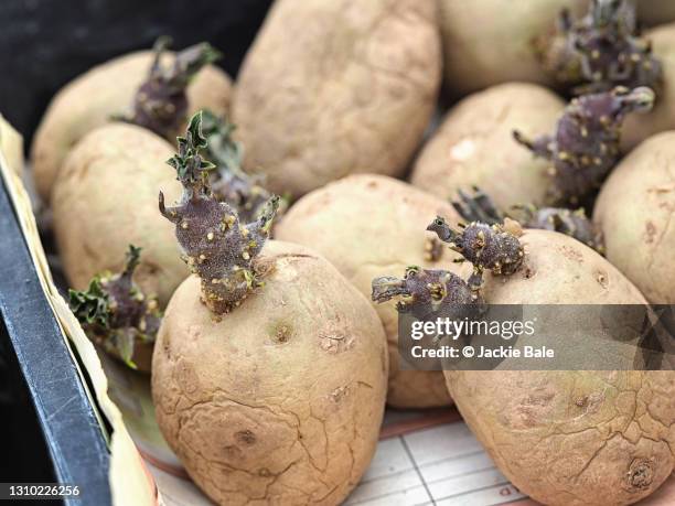 seed potatoes - tuber stock pictures, royalty-free photos & images