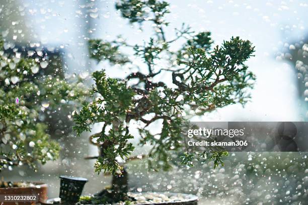 close up barks of japanese itoigawa shimpaku pine trees bonsai - autumnal forest trees japan stockfoto's en -beelden