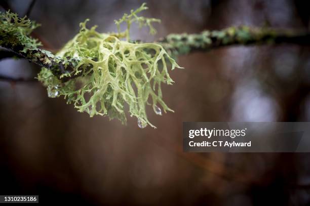 close up of lichen moss on wet branch - lachen photos et images de collection